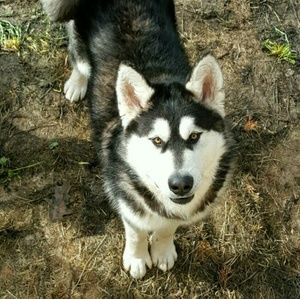 Meet your Posher, Danica